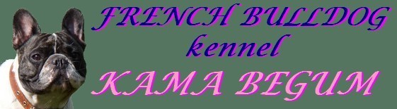 питомник французских бульдогов "Kama Begum"