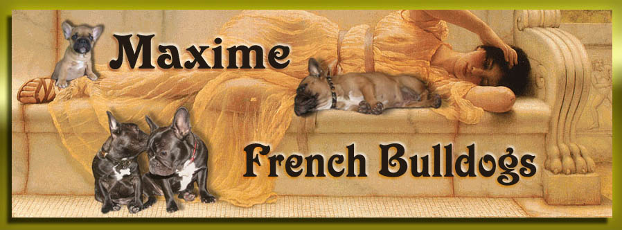 американский питомник французских бульдогов "Maxime French Bulldogs"