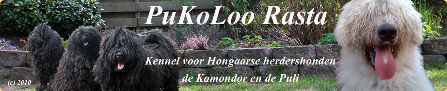питомник комондоров в Голландии "PuKoLoo Rasta"