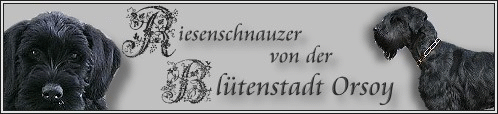 питомник ризеншнауцеров в Германии "v.d.Blütenstadt Orsoy"